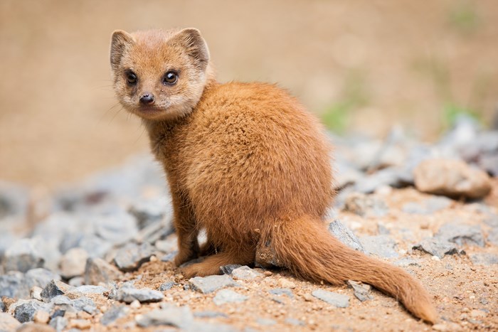 A yellow mongoose sits on rocks