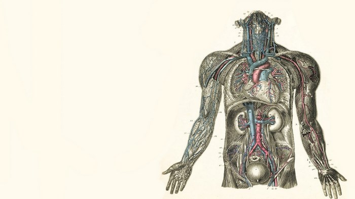 Anatomical illustration of the human circulatory system