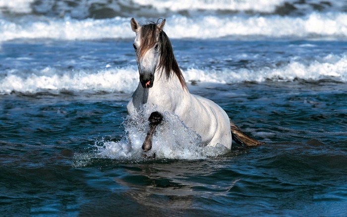 White horse splashing in the ocean waves