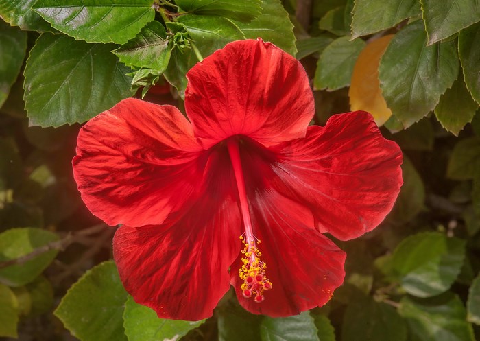 Red Hibiscus Flower with Green Leaves