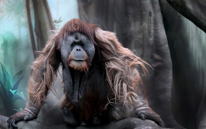 Orangutan sitting on a branch in a forest