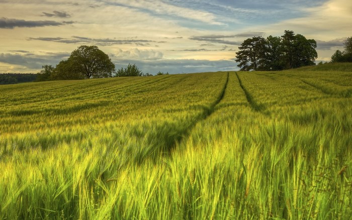 Green wheat field with tire tracks and trees