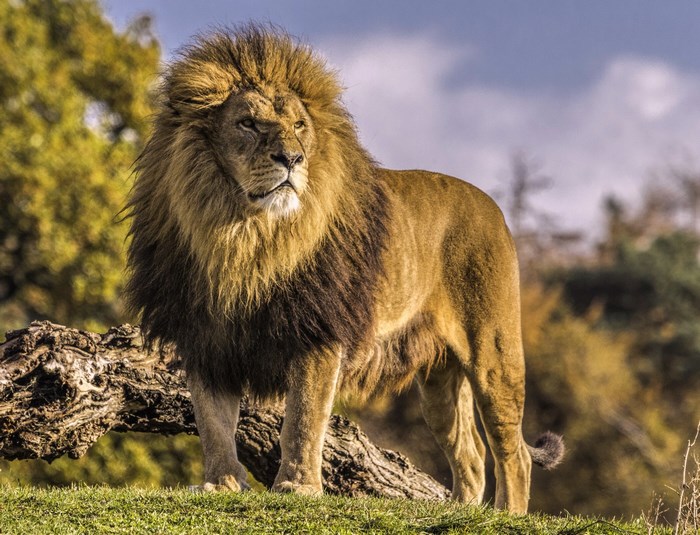 Majestic Lion Standing on Grass