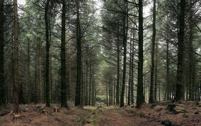 A path through a dense pine forest
