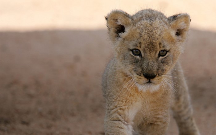 Lion cub standing on dirt ground