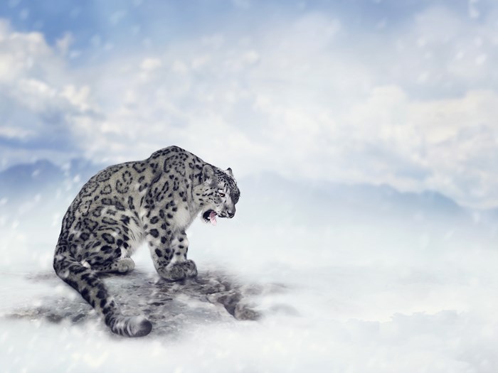 Snow leopard in a snowy mountain landscape