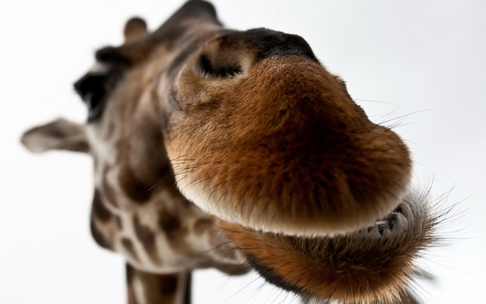 Close-up of a Curious Giraffe's Face