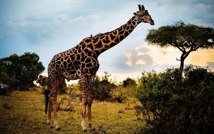 Giraffe in the African Savannah at Sunset
