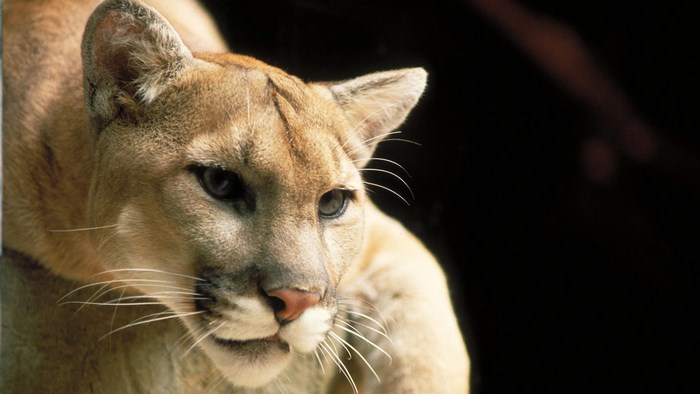 Close-up of a cougar's face