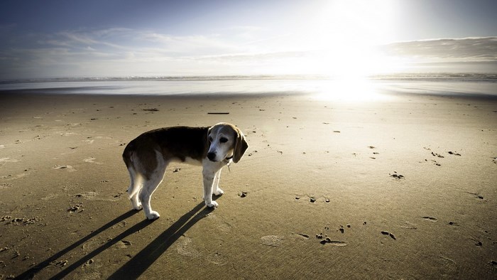 Beagle dog on a sandy beach at sunset