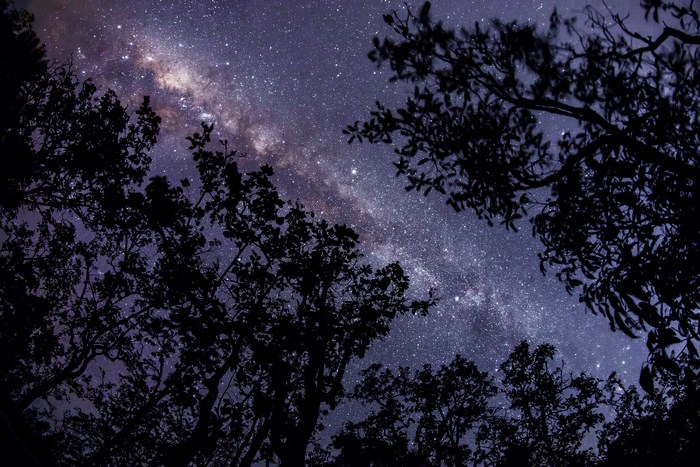 Milky Way galaxy seen through silhouetted trees