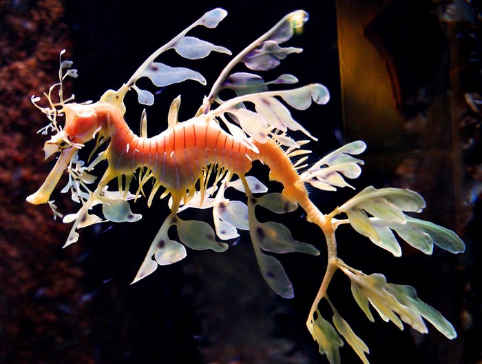 Leafy Seadragon underwater