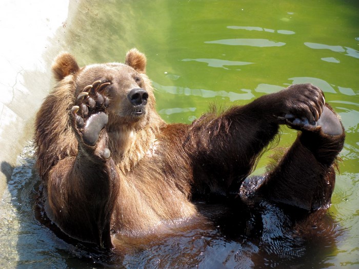A brown bear relaxes in green water