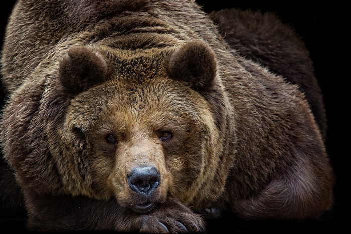 Close-up of a brown bear