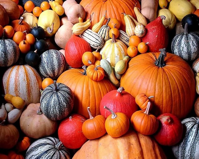 A large collection of pumpkins and gourds