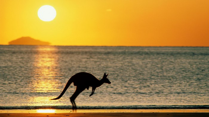 Kangaroo jumping on beach at sunset