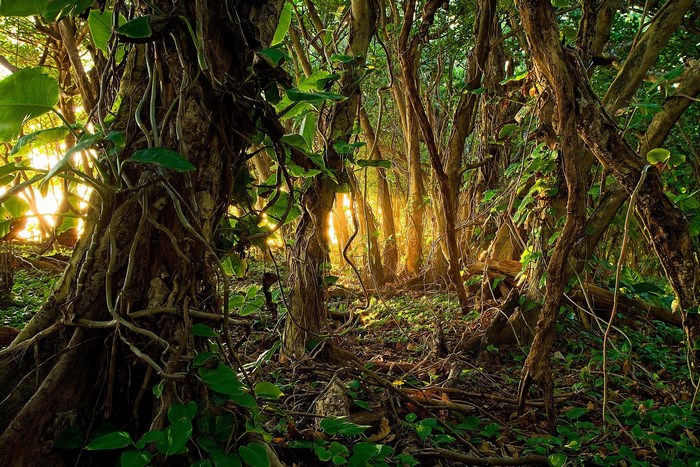 Sunlight filtering through a dense jungle with thick vines