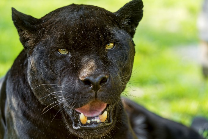 Close-up of a black panther's face