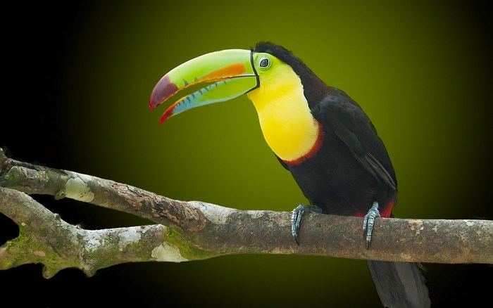 Keel-billed toucan perched on a branch