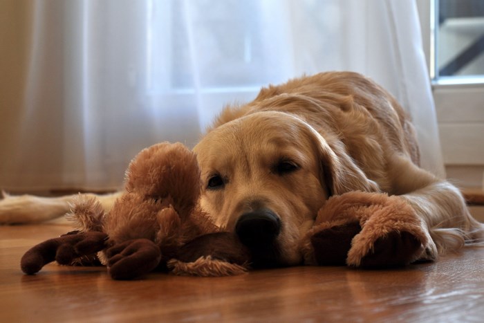 Golden Retriever Dog with a Stuffed Animal