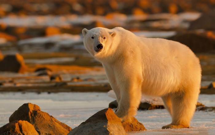 Polar bear in arctic landscape at sunset