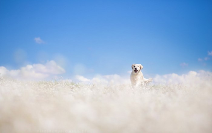 Golden Retriever running in a field of white flowers