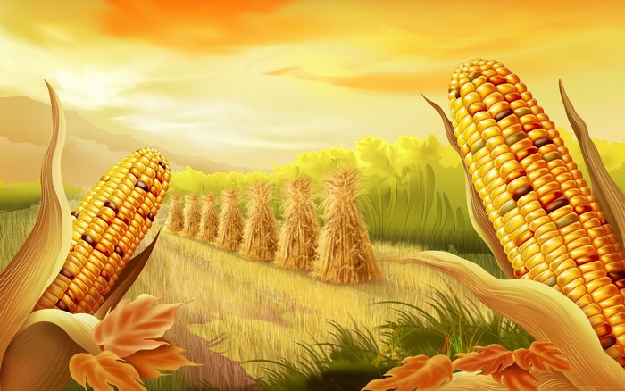 Cornfield with harvested corn stalks and cobs