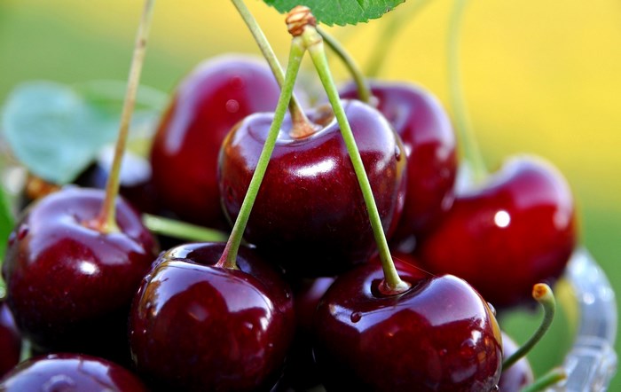 Close-up of fresh cherries with stems