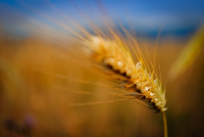 Close-up of a wheat stalk in a field