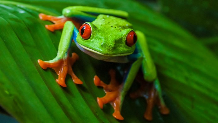 Colorful Red Eyed Tree Frog on Green Leaf
