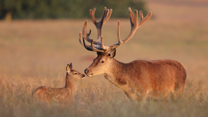 Deer and fawn in a field at sunset