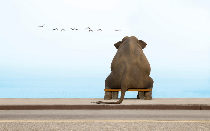 Elephant sitting on a bench by the sea