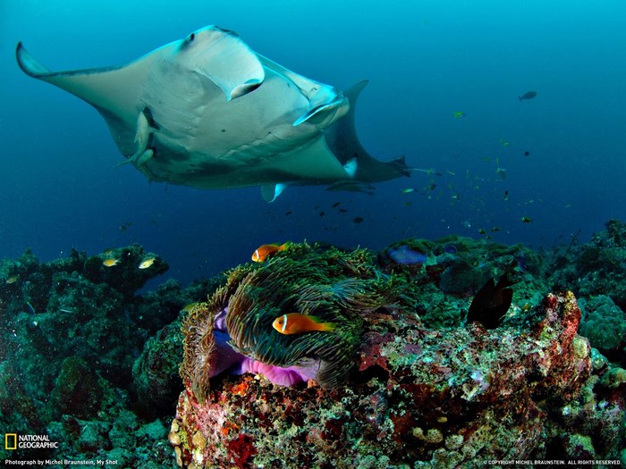 Manta Ray swimming over coral reef with clownfish