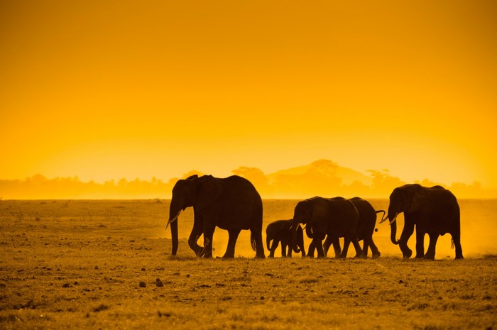 Elephants walking at sunset