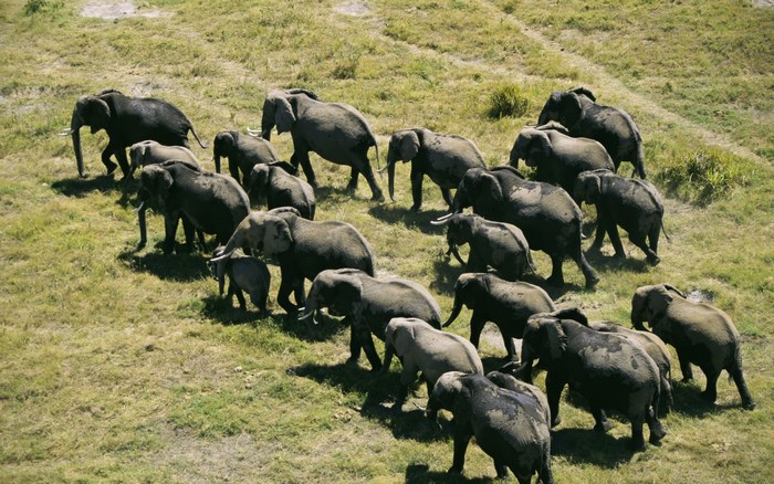 Herd of elephants walking across a grassy plain