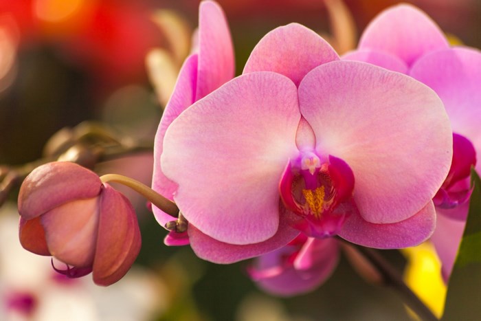 Pink Orchid Flowers