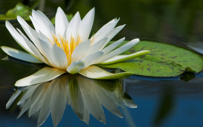 White water lily with yellow center on water