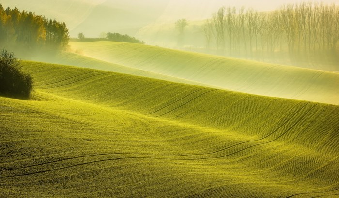 Rolling green fields with trees in the mist