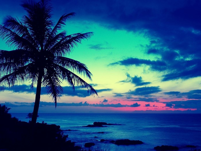 Palm Tree Silhouette Over Ocean Sunset