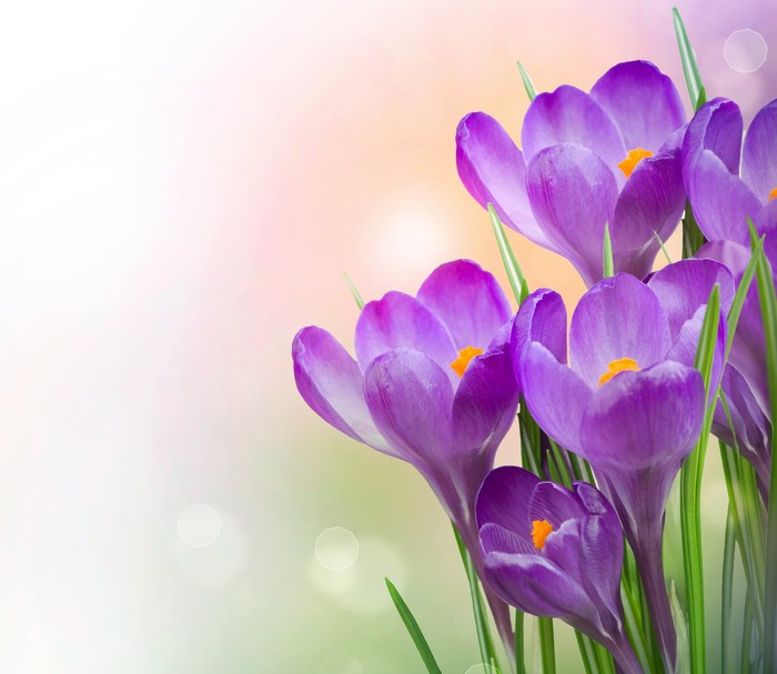 Purple crocuses with green stems on a soft background