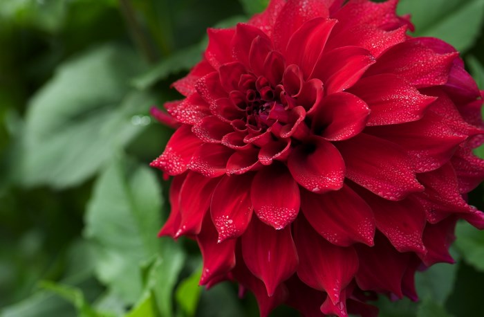 Vibrant Red Dahlia Flower with Dewdrops