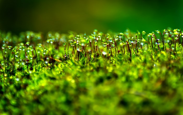 Macro shot of moss with water droplets