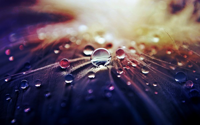 Water drops on a feather