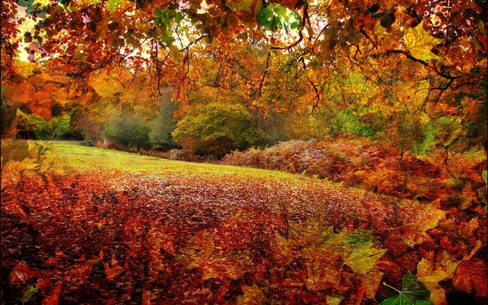 Autumn forest with fallen leaves
