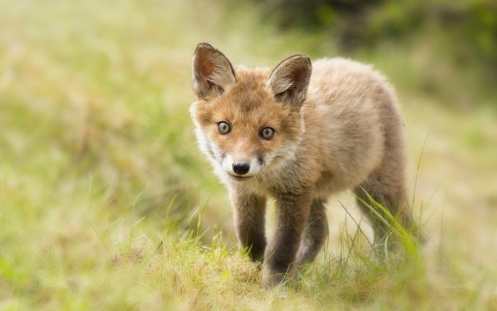 Young fox cub in grassy field