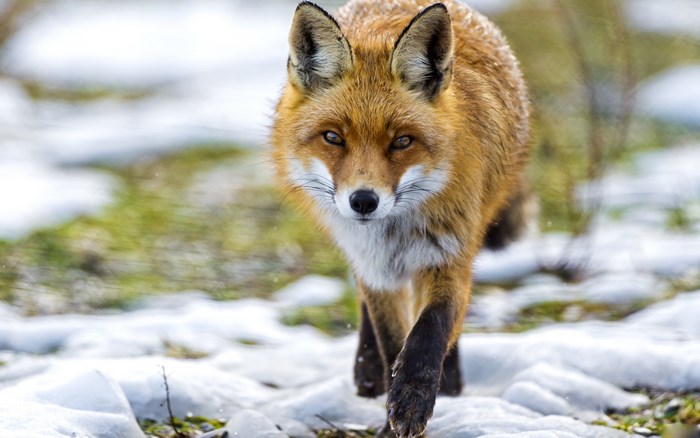 Red fox walking in the snow