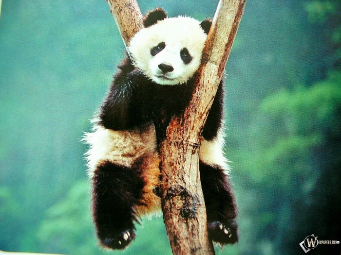 Panda hanging on a tree