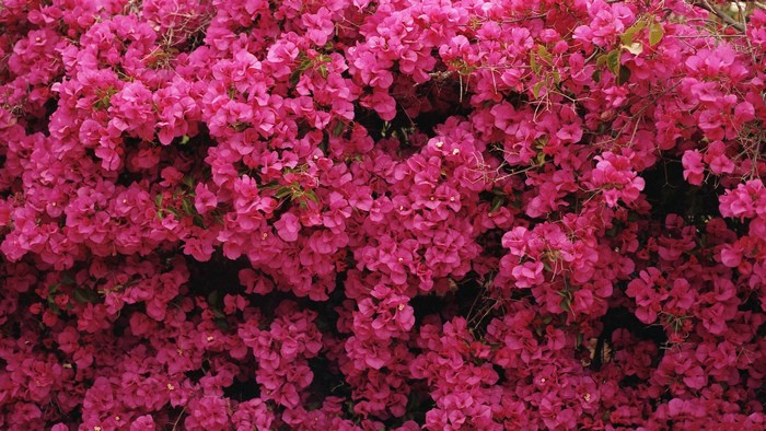 Pink Bougainvillea Flowers
