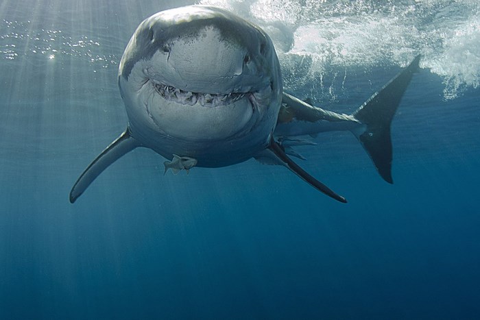 Great white shark swimming underwater