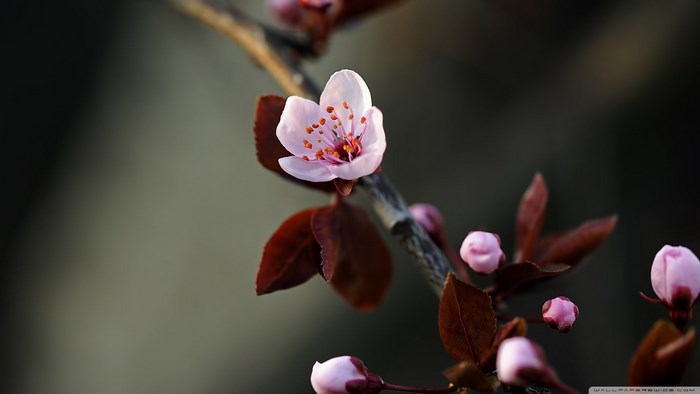 Pink cherry blossom flower and buds on a branch